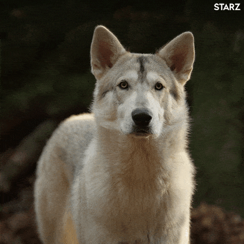 Love Bark!